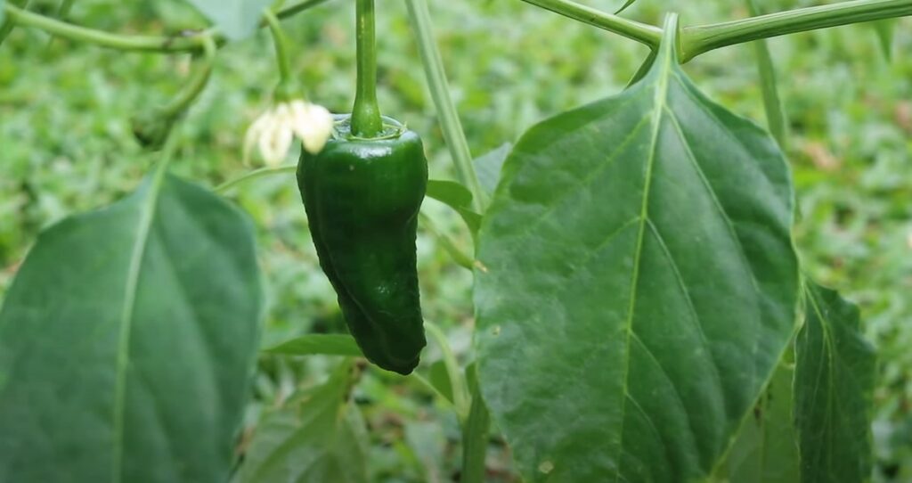 cubanelle vs poblano pepper - poblano peppers